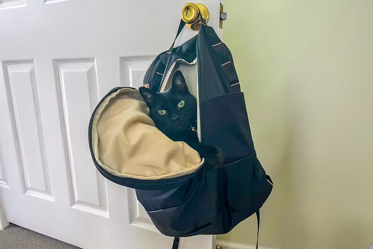 The North Face Isabella Transit 背包里面的猫 The North Face Isabella Transit 背包里面的猫